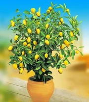 Citroen- En Sinaasappelboompje 4 Citroen- En Sinaasappelboompje - Afbeelding 2