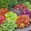 Heuchera Mix 'Kleurenpracht' -Planten Verkoopwinkel 9023799787550