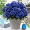 Tuinhortensia 'Blue Boogie Woogie®' -Planten Verkoopwinkel 9023800115230