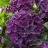 Tuinhortensia 'Deep Purple Dance®' 2 Tuinhortensia 'Deep Purple Dance®' -Planten Verkoopwinkel 9023801425950