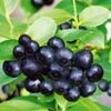 Zwarte Bosbes 'Black Pearl®' 1 Zwarte Bosbes 'Black Pearl®' -Planten Verkoopwinkel 9023821152286
