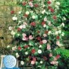 Winterharde Camelia 'Tricolor' -Planten Verkoopwinkel 9023870009374