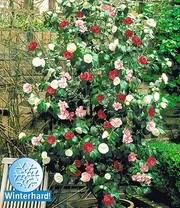 Winterharde Camelia 'Tricolor' 3 Winterharde Camelia 'Tricolor'