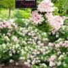 Rododendron 'Nugget By Bloombux®' -Planten Verkoopwinkel 9023907790878