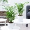 Kamerpalmen Duo 1 Kamerpalmen Duo -Planten Verkoopwinkel 9023929942046