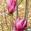 Magnolia 'March Till Frost' -Planten Verkoopwinkel 9023944491038
