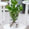 Clusia Incl. Glazen Pot -Planten Verkoopwinkel 9023961792542