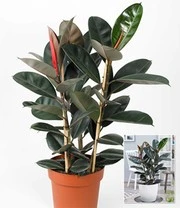 Rubberboom 'Abidjan' Ca. 80-90 Cm Hoog 4 Rubberboom 'Abidjan' Ca. 80-90 Cm Hoog - Afbeelding 2