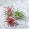 Tillandsia Collectie -Planten Verkoopwinkel 9023965265950