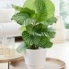 Calathea Orbifolia -Planten Verkoopwinkel 9024627638302
