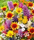 Vaste Planten Mix 'Joie De Vivre'