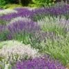 Lavendel Mix 'Wit & Blauw' -Planten Verkoopwinkel 9025502314526