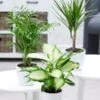 Kamerplanten Collectie 'Classic' -Planten Verkoopwinkel 9027735126046