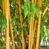 Gouden Peking Bamboe -Planten Verkoopwinkel 9028142366750