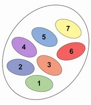 Winterharde Vaste Planten 'Exclusive' 4 Winterharde Vaste Planten 'Exclusive' - Afbeelding 2