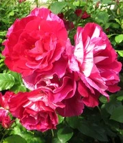 Kleine Collectie Schildersrozen® 5 Kleine Collectie Schildersrozen® - Afbeelding 3