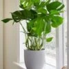 Gatenplant (Monstera Deliciosa) -Planten Verkoopwinkel 9029694619678