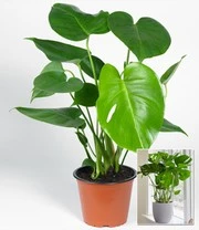 Gatenplant (Monstera Deliciosa) 4 Gatenplant (Monstera Deliciosa) - Afbeelding 2