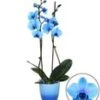 Koningsblauwe Phalaenopsis, 2 Takken -Planten Verkoopwinkel 9030589153310