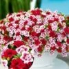 Calibrachoa Mix Petunia 'Double PinkTastic® & Double Red®' -Planten Verkoopwinkel 9032685322270