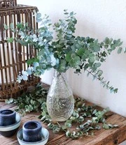 Winterharde Eucalyptus 'Azura®' In 2-liter XXL-pot 5 Winterharde Eucalyptus 'Azura®' In 2-liter XXL-pot - Afbeelding 3