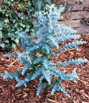 Winterharde Eucalyptus 'Azura®' In 2-liter XXL-pot 6 Winterharde Eucalyptus 'Azura®' In 2-liter XXL-pot - Afbeelding 4