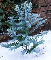 Winterharde Eucalyptus 'Azura®' In 2-liter XXL-pot 7 Winterharde Eucalyptus 'Azura®' In 2-liter XXL-pot - Afbeelding 5