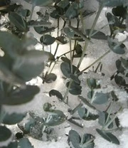 Winterharde Eucalyptus 'Azura®' In 2-liter XXL-pot 9 Winterharde Eucalyptus 'Azura®' In 2-liter XXL-pot - Afbeelding 7
