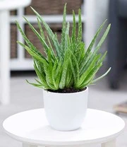 Kamerplanten Collectie 'Groene Lievelingen' 4 Kamerplanten Collectie 'Groene Lievelingen' - Afbeelding 2