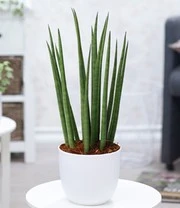 Kamerplanten Collectie 'Groene Lievelingen' 5 Kamerplanten Collectie 'Groene Lievelingen' - Afbeelding 3