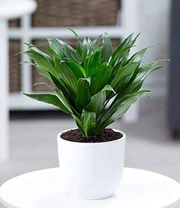 Kamerplanten Collectie 'Groene Lievelingen' 6 Kamerplanten Collectie 'Groene Lievelingen' - Afbeelding 4