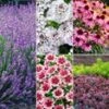 Winterharde Vaste Planten 'Zonnig Tuinperk' 2 Winterharde Vaste Planten 'Zonnig Tuinperk' -Planten Verkoopwinkel 9034485563422