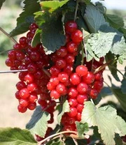 Planten Verkoopwinkel -Planten Verkoopwinkel 9037819641886