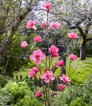 Magnolia 'Watermelon®' 5 Magnolia 'Watermelon®' - Afbeelding 3