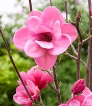 Magnolia 'Watermelon®' 6 Magnolia 'Watermelon®' - Afbeelding 4