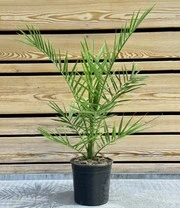 Planten Verkoopwinkel 6 Planten Verkoopwinkel -Planten Verkoopwinkel 9037844021278