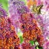 Buddleia 'Flower-Power®' -Planten Verkoopwinkel 9038196637726