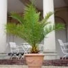 Canarische Dadelpalm -Planten Verkoopwinkel 9038200700958