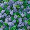 Ceanothus 'Blue Mound' -Planten Verkoopwinkel 9038201389086