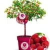 Frambozenboom Raspbeary® Framboos Met Stam En Kroon -Planten Verkoopwinkel 9038272856094