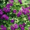 Ramblerroos 'Bleu Magenta®' 2 Ramblerroos 'Bleu Magenta®' -Planten Verkoopwinkel 9038280687646