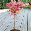 Calliandra Stammetje -Planten Verkoopwinkel 9038281736222