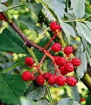 Szechuanpeper 4 Szechuanpeper - Afbeelding 2