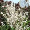 Schoonvrucht 'Magical Snowstar' -Planten Verkoopwinkel 9039269462046