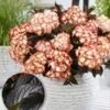 Tuinhortensia 'Light My Fire®' -Planten Verkoopwinkel 9039614902302