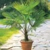 Winterharde Palm In Een Pot Van 19 Cm -Planten Verkoopwinkel 9039664316446