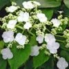 Klimhortensia 'Semiola®' -Planten Verkoopwinkel 9039670738974