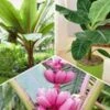 Bananen Collectie -Planten Verkoopwinkel 9039876292638