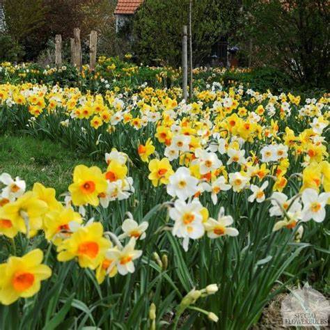 Planten Verkoopwinkel 33 Planten Verkoopwinkel -Planten Verkoopwinkel OIP 2