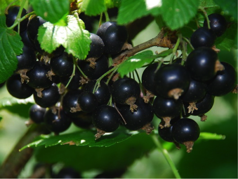 Planten Verkoopwinkel 32 Planten Verkoopwinkel -Planten Verkoopwinkel R